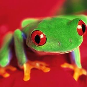 Meet your Posher, Tonya